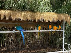 -西霞口神雕山野生动物世界