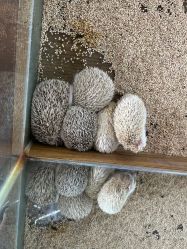 -未来动物城主题公园(正弘城店)