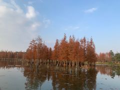 -白鹭湾湿地公园