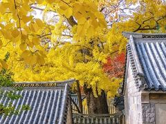 -青岛崂山太清宫