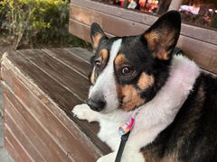 -瑞派康怡24h宠物医院·犬猫医疗中心·微创绝育(瑞景分院)