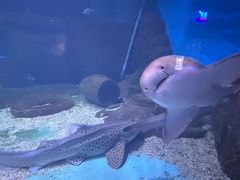 -重庆欢乐海底世界