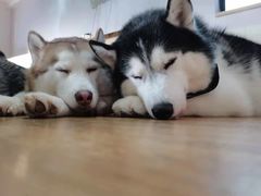 -Husky Go! 哈士奇体验馆·宠物咖啡厅狗咖