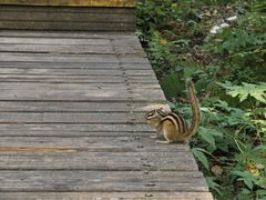 -五营红松林海景区