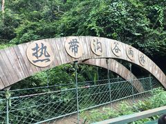 -西双版纳原始森林公园