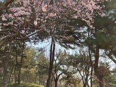 -团结湖公园