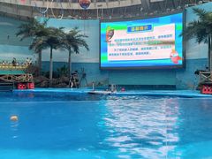 -海合安成都极地海洋公园