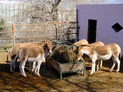-青藏高原野生动物园