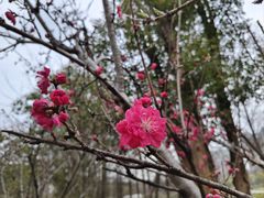 -洋湖国家湿地公园