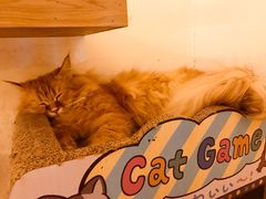 -猫腻·猫咖·撸猫馆(星光大道店)