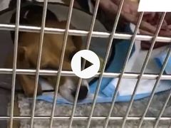 -艾贝尔宠物医院·24H转诊中心·肿瘤猫专科(江宁双龙店)