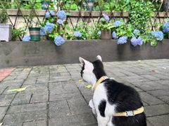 -COTTON CAFE(德信·中外公寓店)