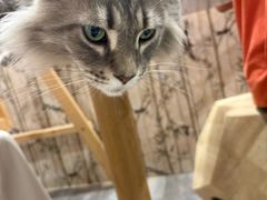 -楼上猫咖(罗湖店)