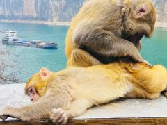 -白帝城·瞿塘峡景区