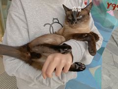 -飞行喵MR PILOT|猫舍·猫咖(静安大融城店)