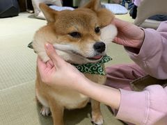 -逗柴咖啡屋·狗咖猫咖宠物桌游