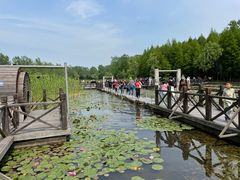 -溱湖国家湿地公园