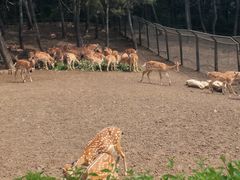 -沈阳森林动物园