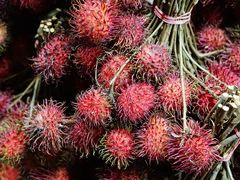 -Ah Hung D24 Sultan Durian