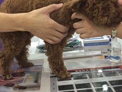 -伟伟宠物医院·CT影像中心·瑞派犬猫综合性门诊(汉口总院)