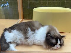 -帕帕拉兹宠物(亚洲旗舰店)