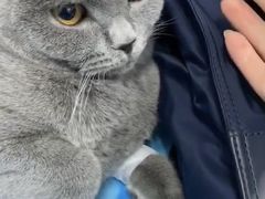 -纳吉亚猫专科动物诊疗中心(蒋宅口分院)