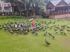 -傣家寨花园主题餐厅