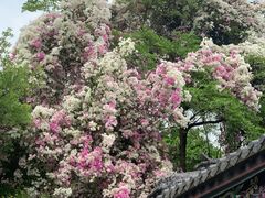 -深圳国际园林花卉博览园