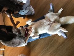 -Husky Go! 哈士奇体验馆·宠物咖啡厅狗咖