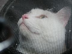 -伟伟宠物医院·CT影像中心·瑞派犬猫综合性门诊(汉口总院)