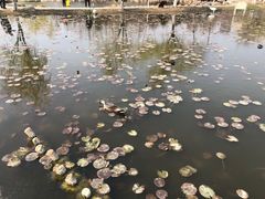 -前关湿地公园
