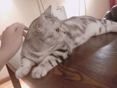 -猫友咖啡店(玉林西路店)