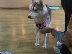 -Husky Go! 哈士奇体验馆·宠物咖啡厅狗咖