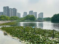 -新江湾城公园