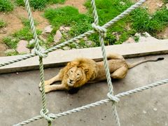 -西霞口神雕山野生动物世界