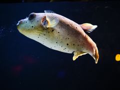 -暹罗海洋世界