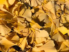 -中家鑫园温泉酒店鑫悦汤泉