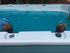 -翊宠yipet猫狗购宠庄园犬舍•猫舍