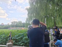 -莲花池公园