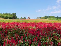-北纬44度·金珠花海休闲农业旅游景区