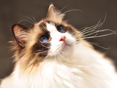 -momokira米努特·德文卷毛猫·棉花面纱犬