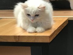-瞄一喵猫咖(格力海岸店)