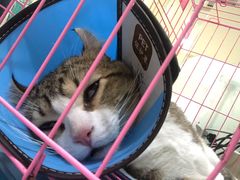 -米苏动物医院·犬猫专科·骨科外科内窥镜