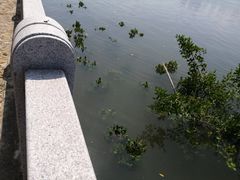 -五缘湾湿地公园