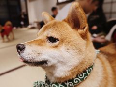 -逗柴咖啡屋·狗咖猫咖宠物桌游