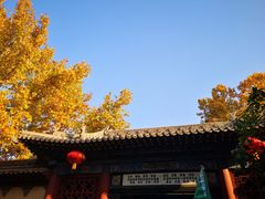 -大槐树寻根祭祖园