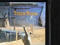 -清迈夜间动物园