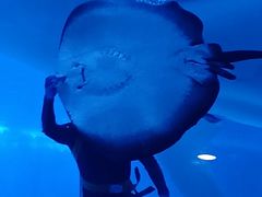 -烟台海昌鲸鲨海洋公园