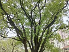 -徐家汇源景区-衡山公园