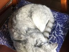 猫-不舍昼夜咖啡馆